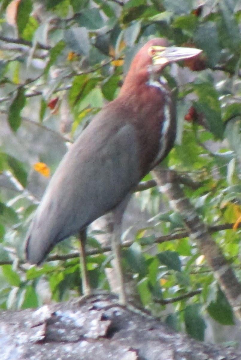 Rufescent Tiger-Heron - ML501840541