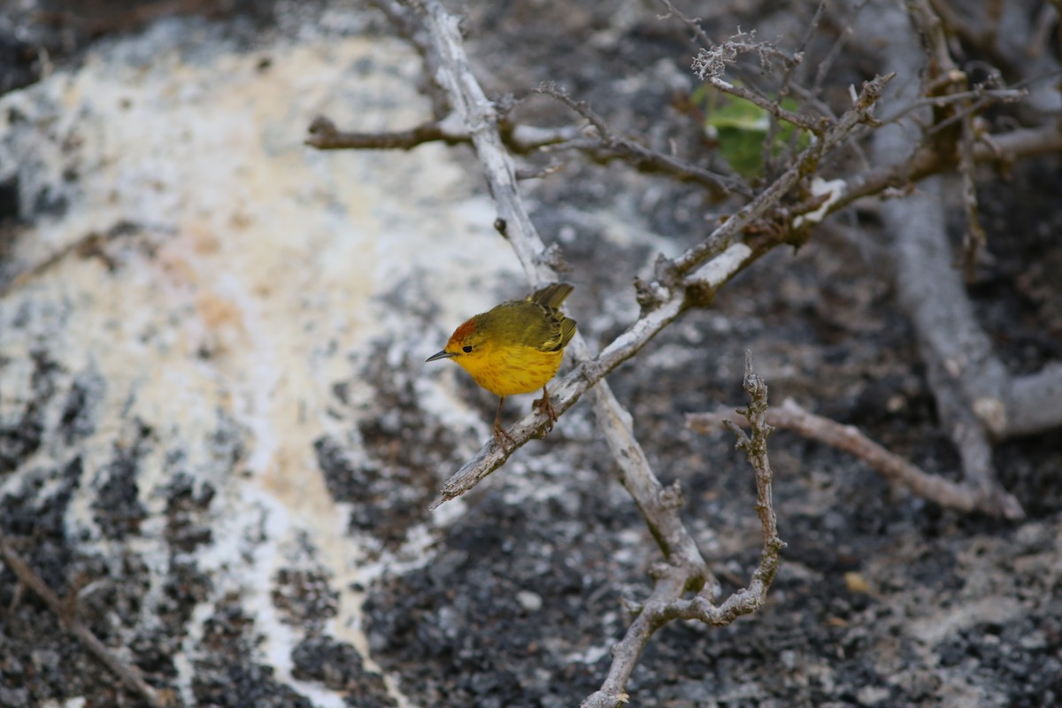 Yellow Warbler (Galapagos) - ML501841241