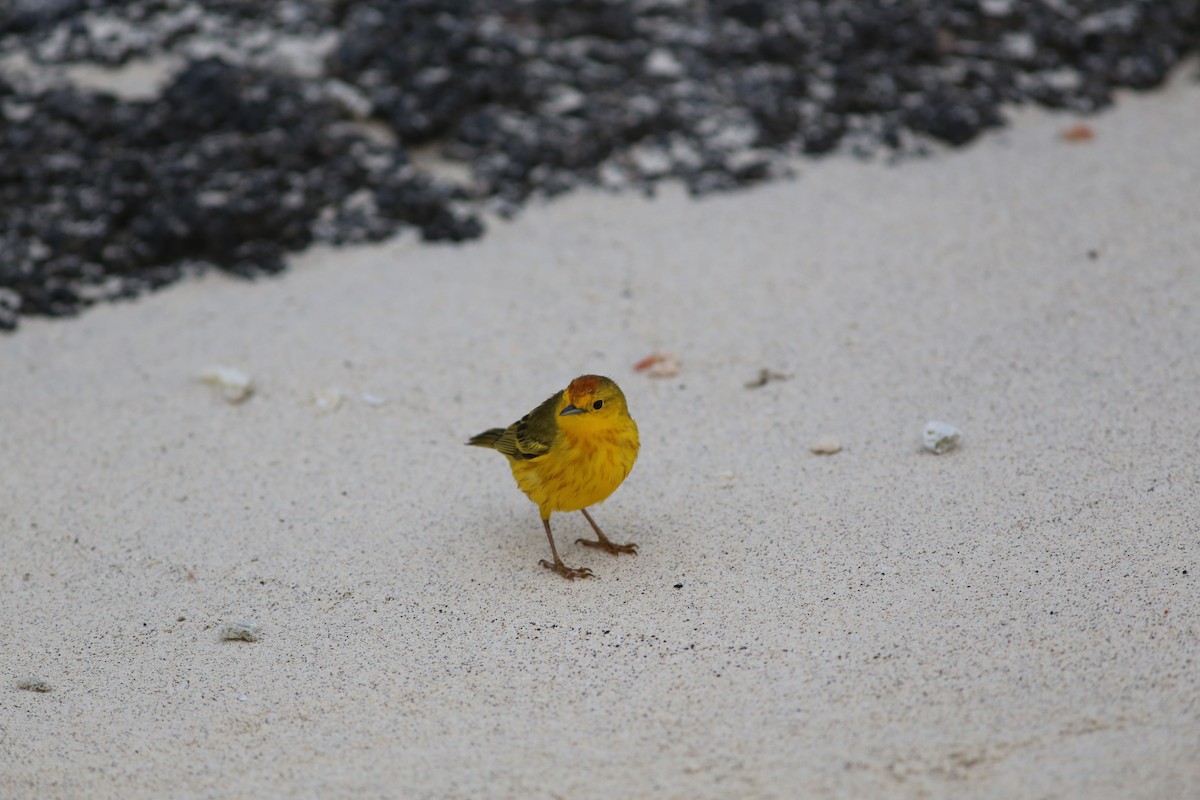 Yellow Warbler (Galapagos) - ML501841251