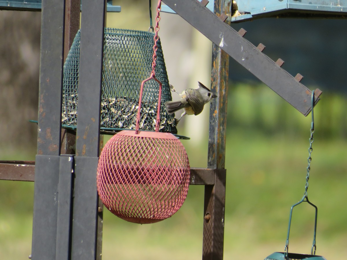 Black-crested Titmouse - ML501842261