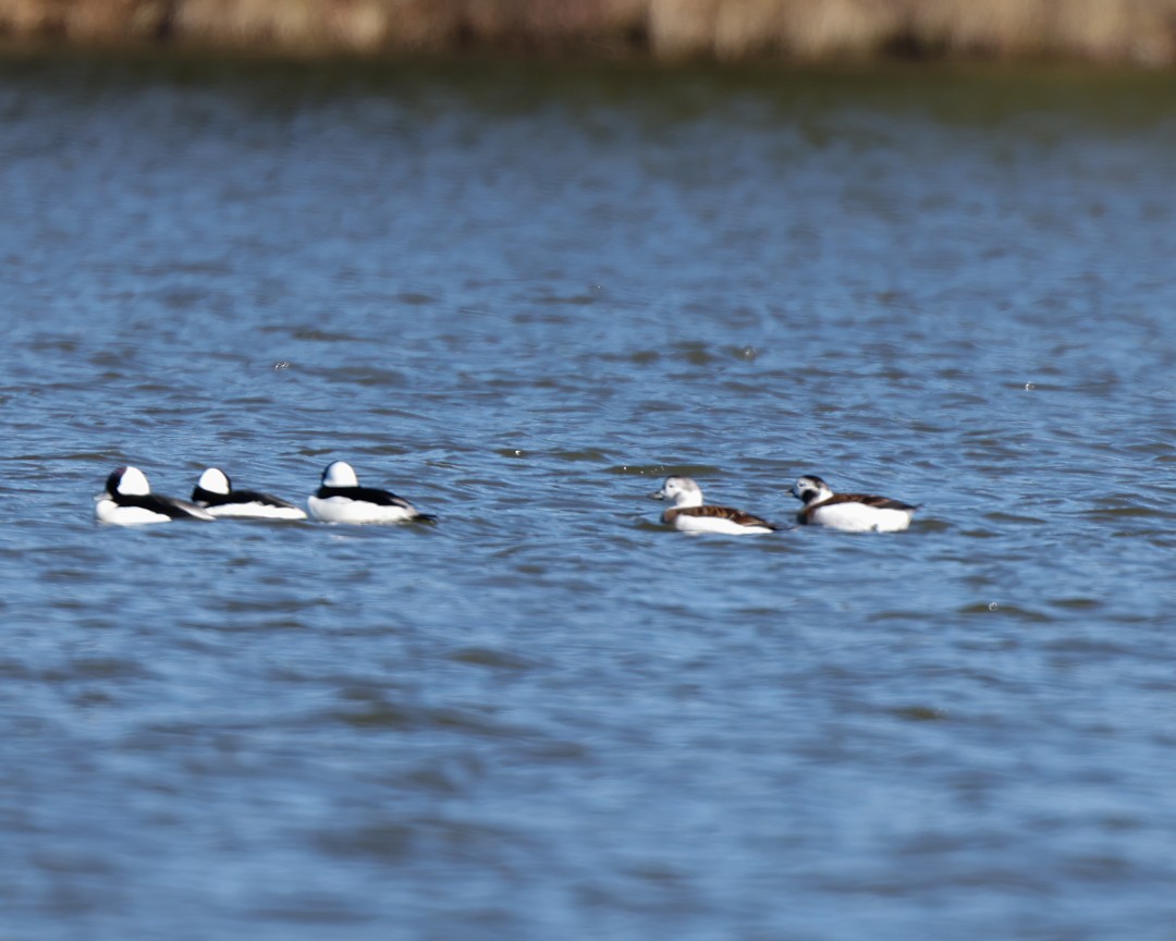 Long-tailed Duck - ML501842431