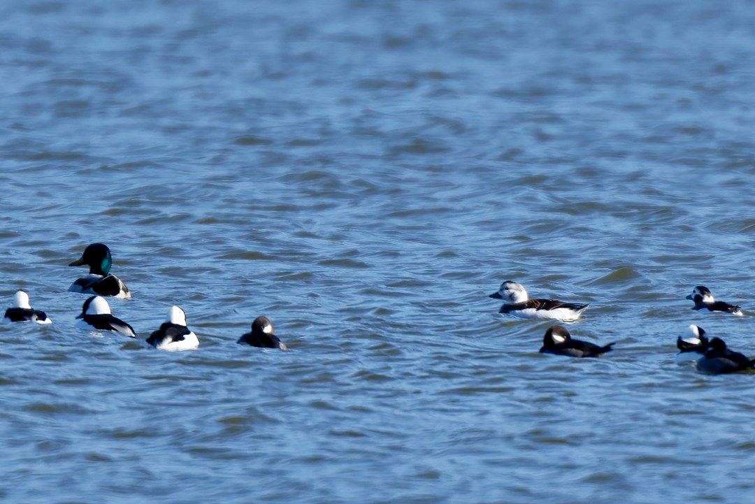 Long-tailed Duck - ML501842441