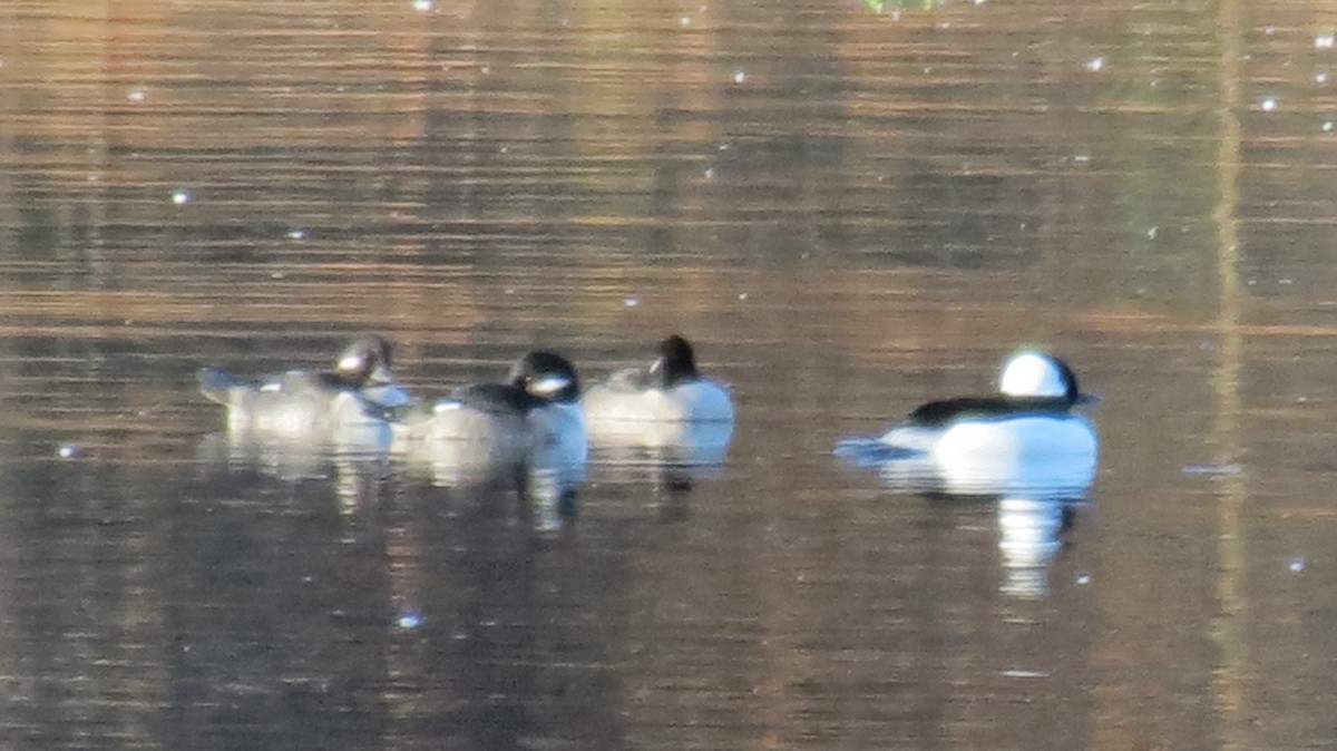 Bufflehead - Frank Durso