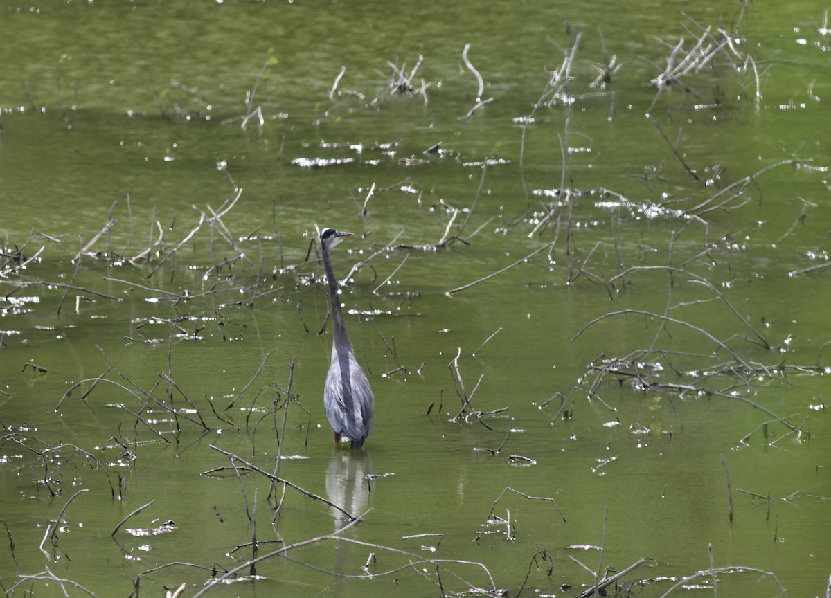 Great Blue Heron - ML501843691