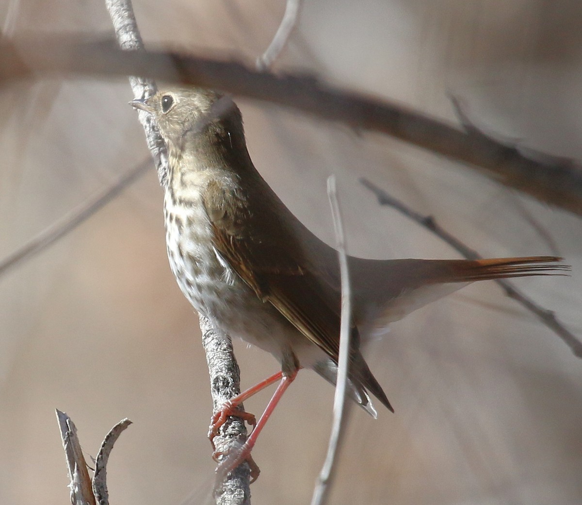 Hermit Thrush - ML501844441