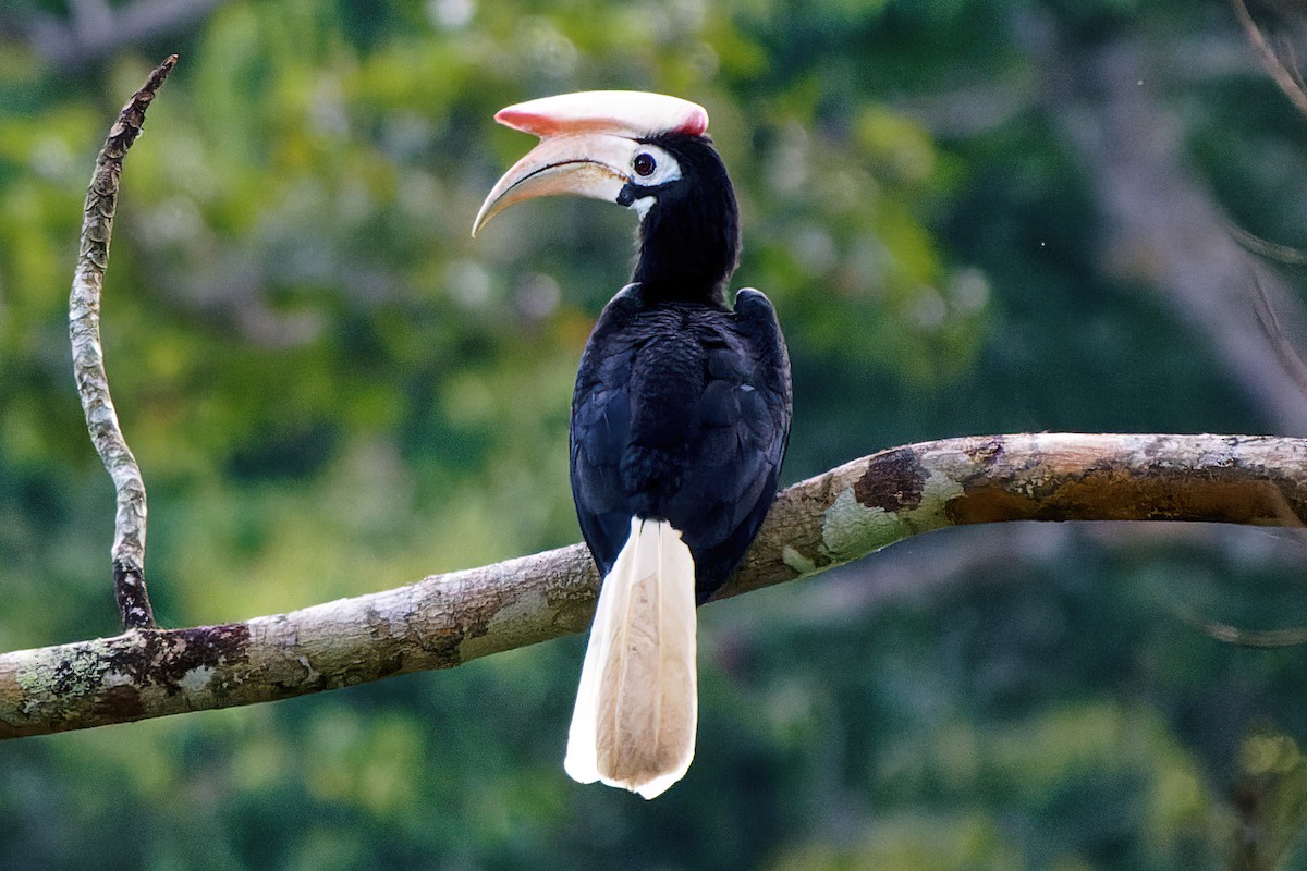 Palawan Hornbill - Ravi Iyengar