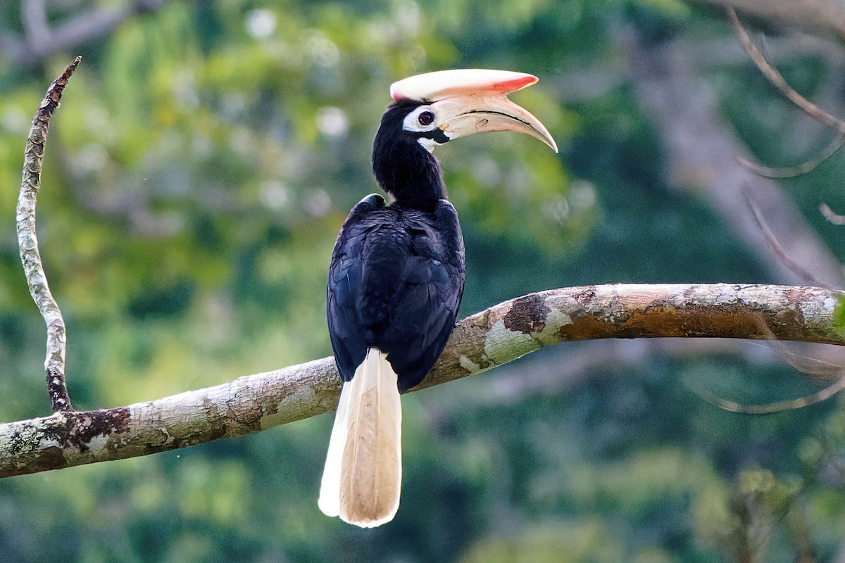 Palawan Hornbill - Ravi Iyengar