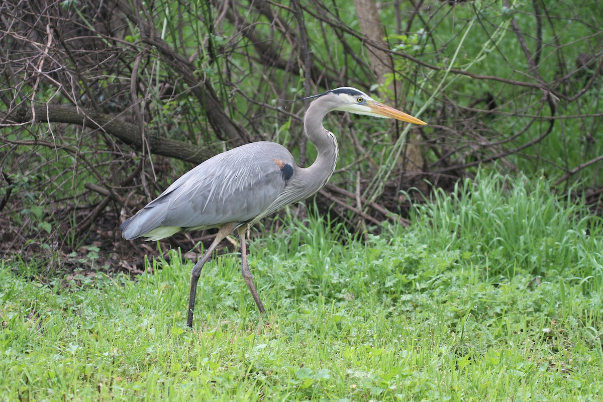 Great Blue Heron - James (Jim) Holmes