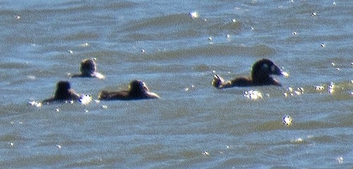 Surf Scoter - Richard Snow