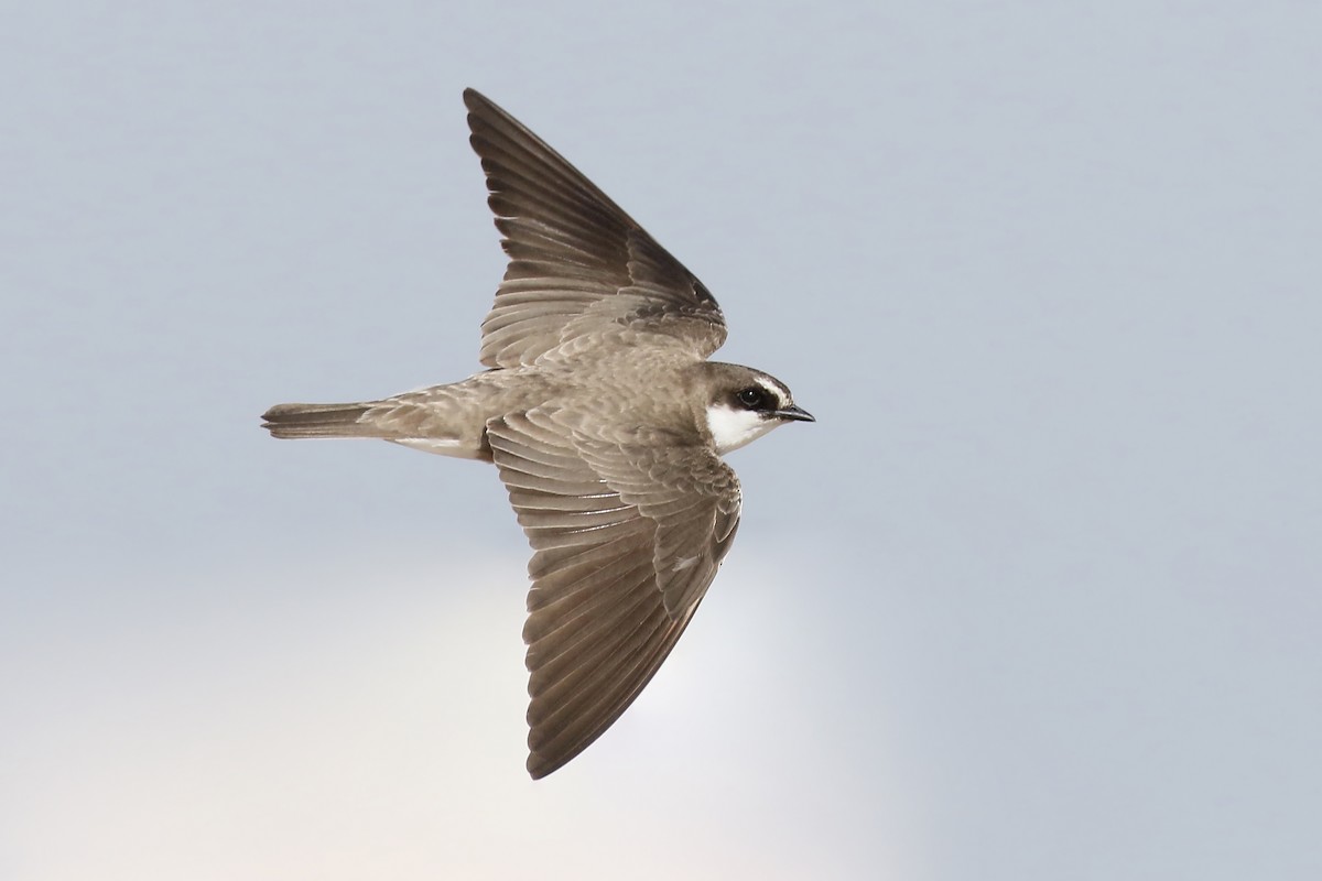 Banded Martin - Jan Andersson