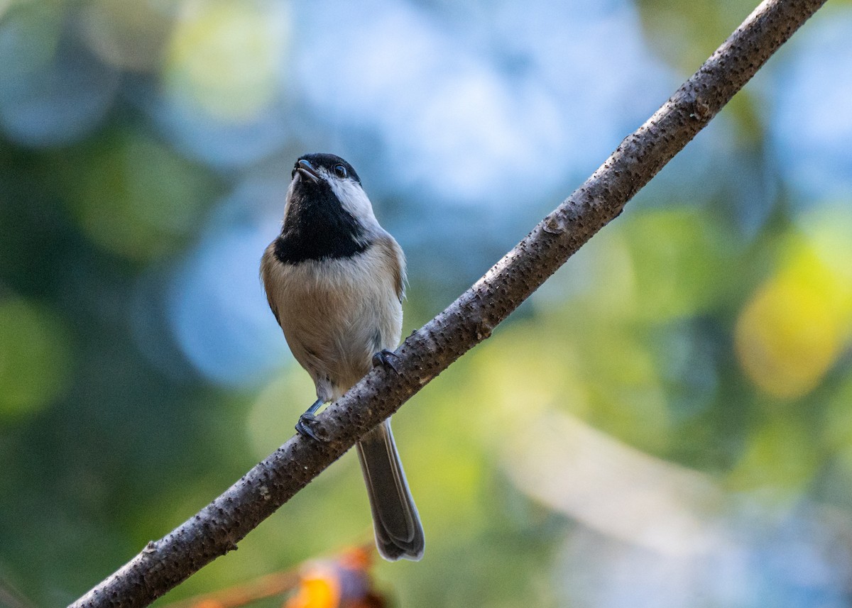 Carolina Chickadee - Dori Eldridge