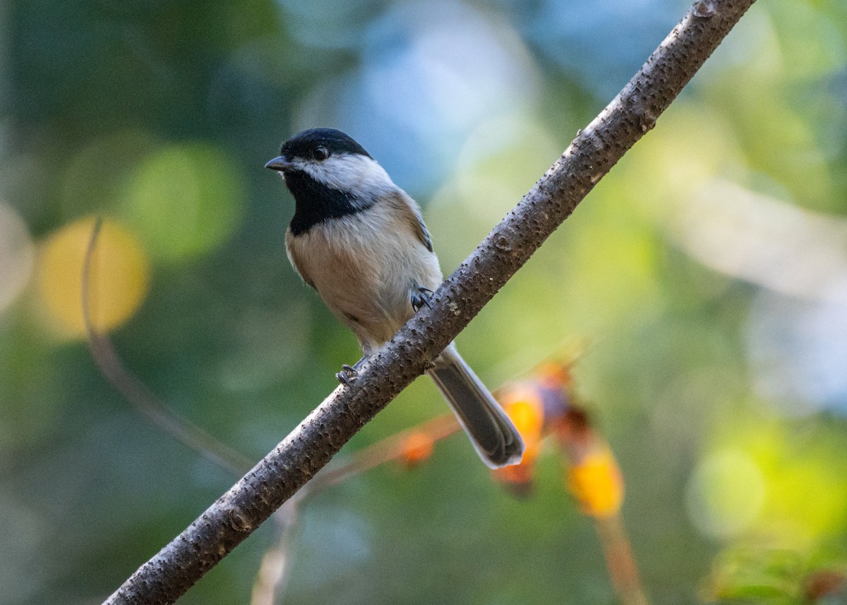 Carolina Chickadee - Dori Eldridge