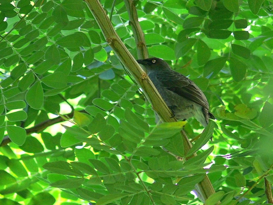 Rarotonga Starling - ML501850931