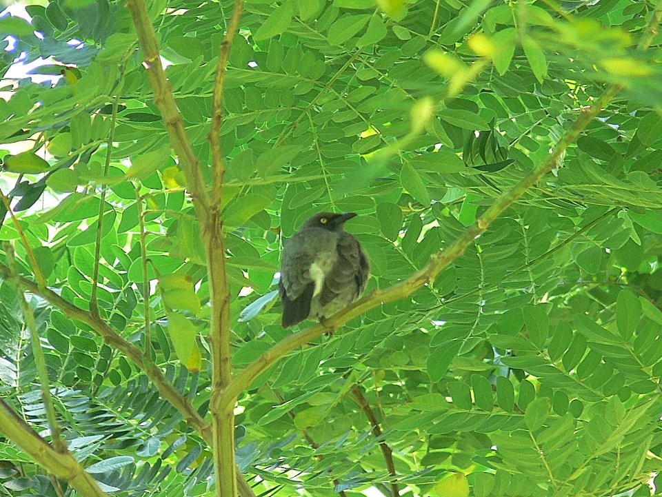 Rarotonga Starling - ML501850941