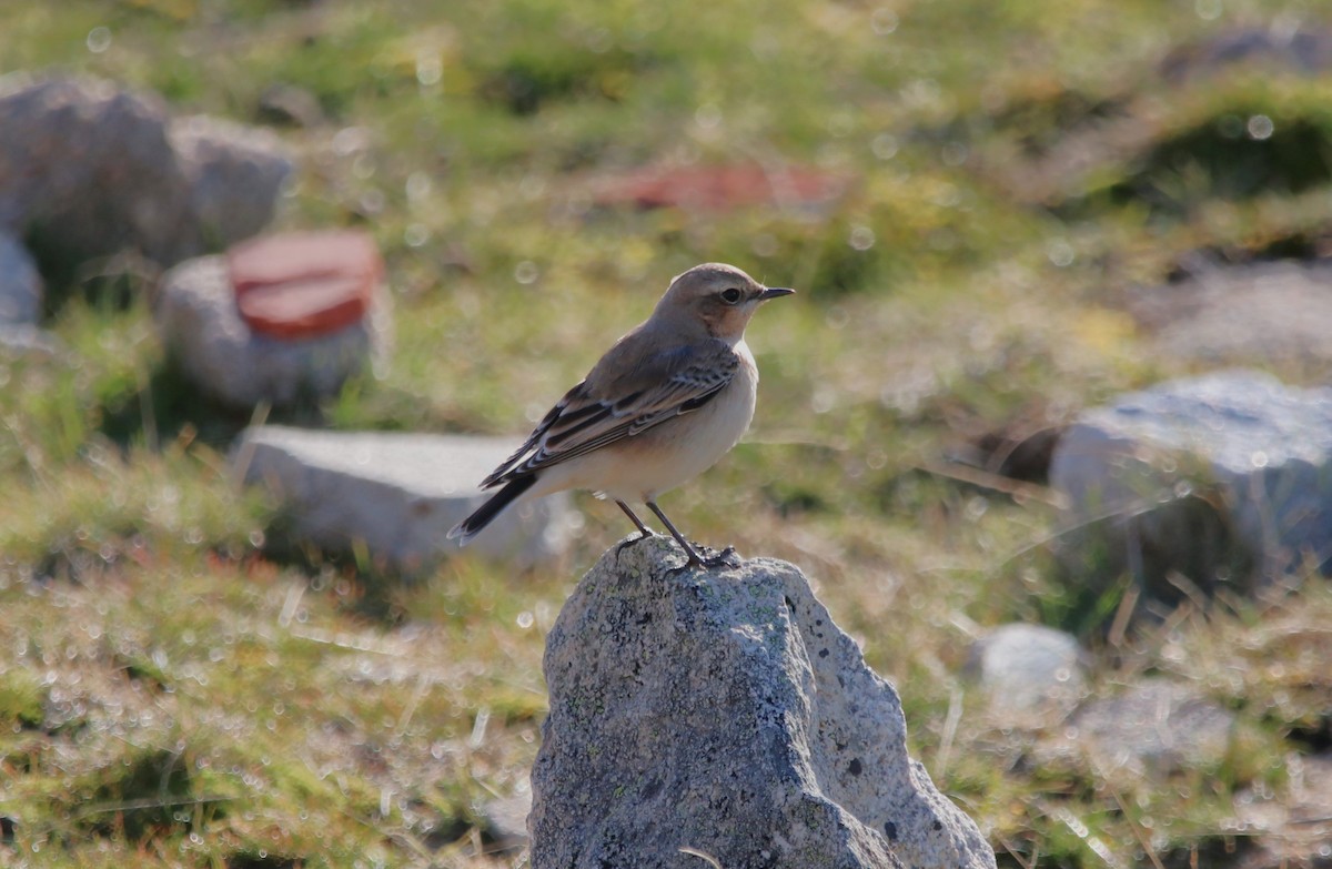 Northern Wheatear - ML501851721