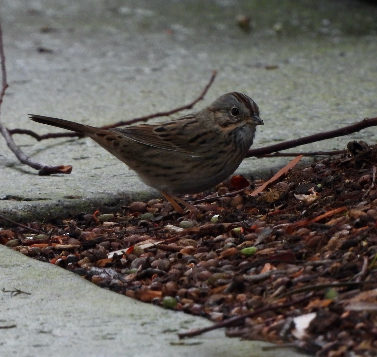 Lincoln's Sparrow - ML501854281