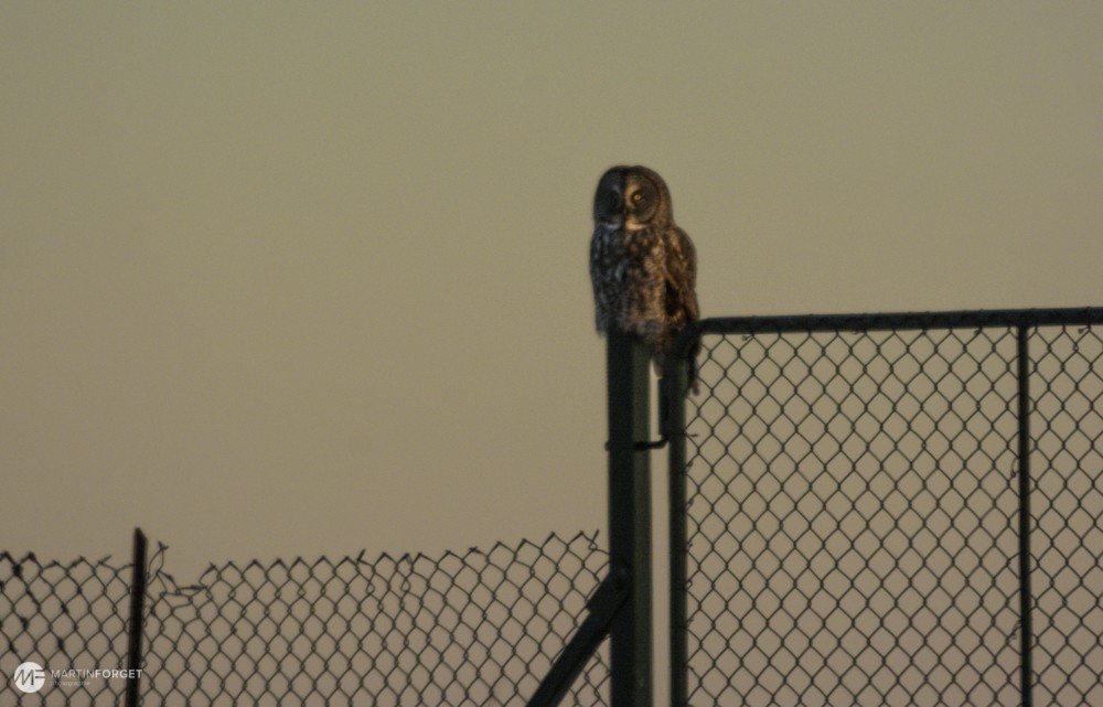 Great Gray Owl - ML50185461