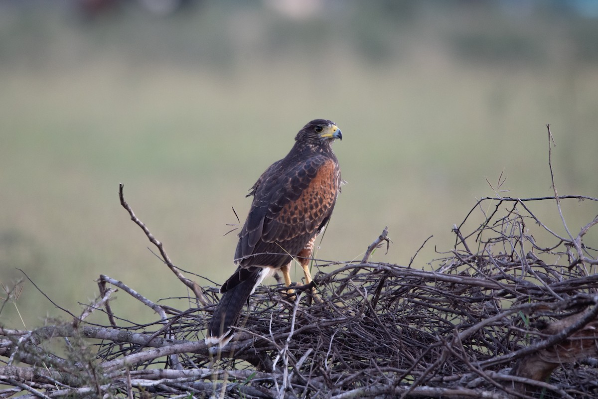 Harris's Hawk - ML501855051