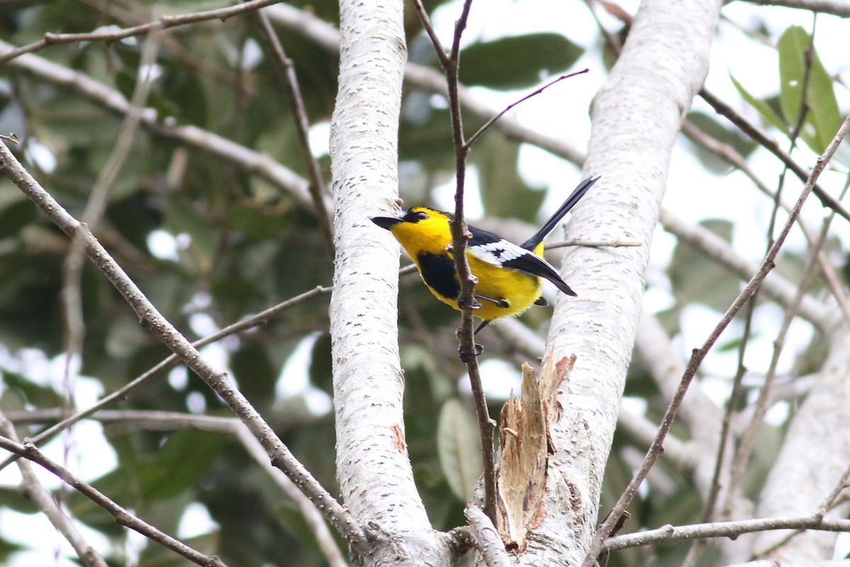 Black-breasted Boatbill - ML501855341