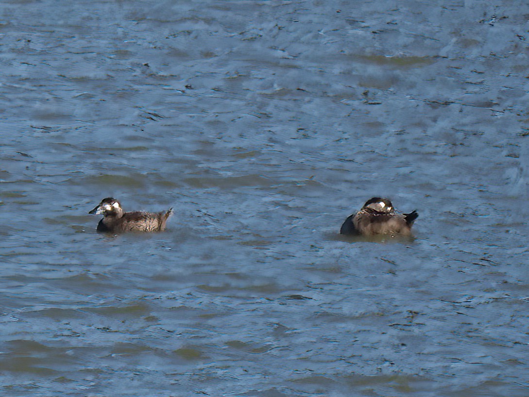 Surf Scoter - ML501855741