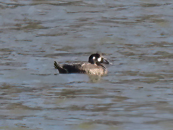 Surf Scoter - ML501855751