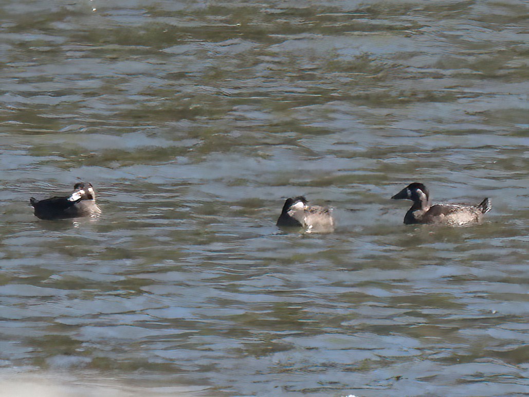 Surf Scoter - ML501855761