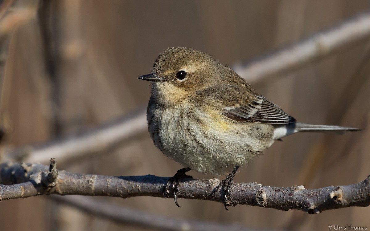 Yellow-rumped Warbler - ML50185601