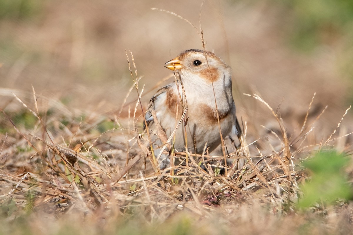 Snow Bunting - Sue Barth