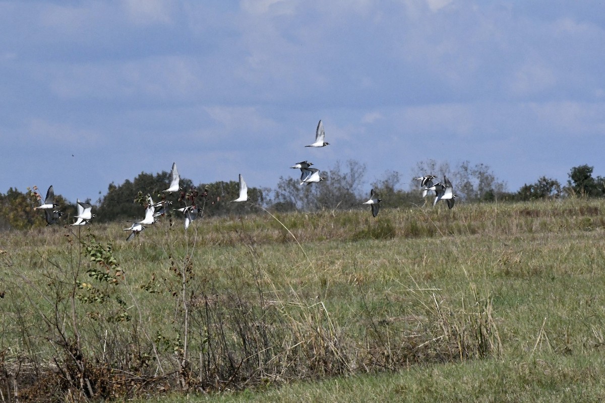 Killdeer - ML501856461