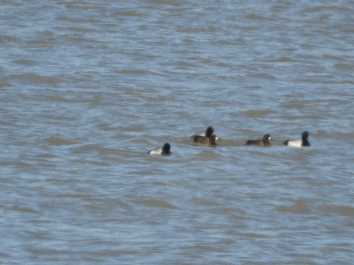 Lesser Scaup - ML50185661