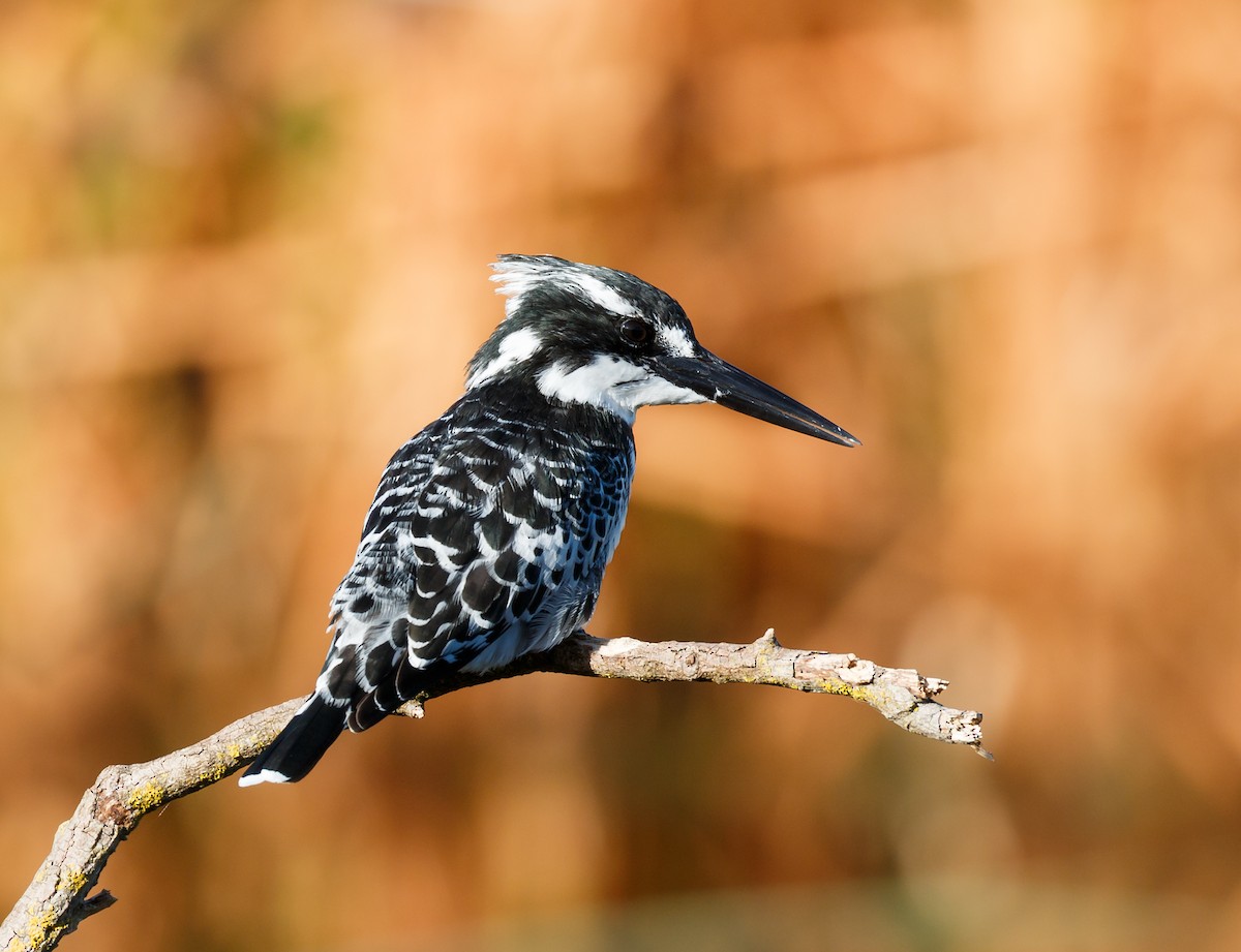 Pied Kingfisher - ML50185671