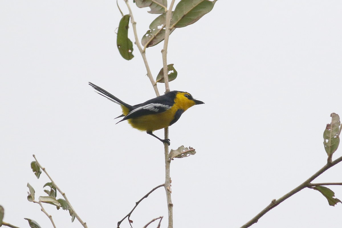 Black-breasted Boatbill - ML501856711