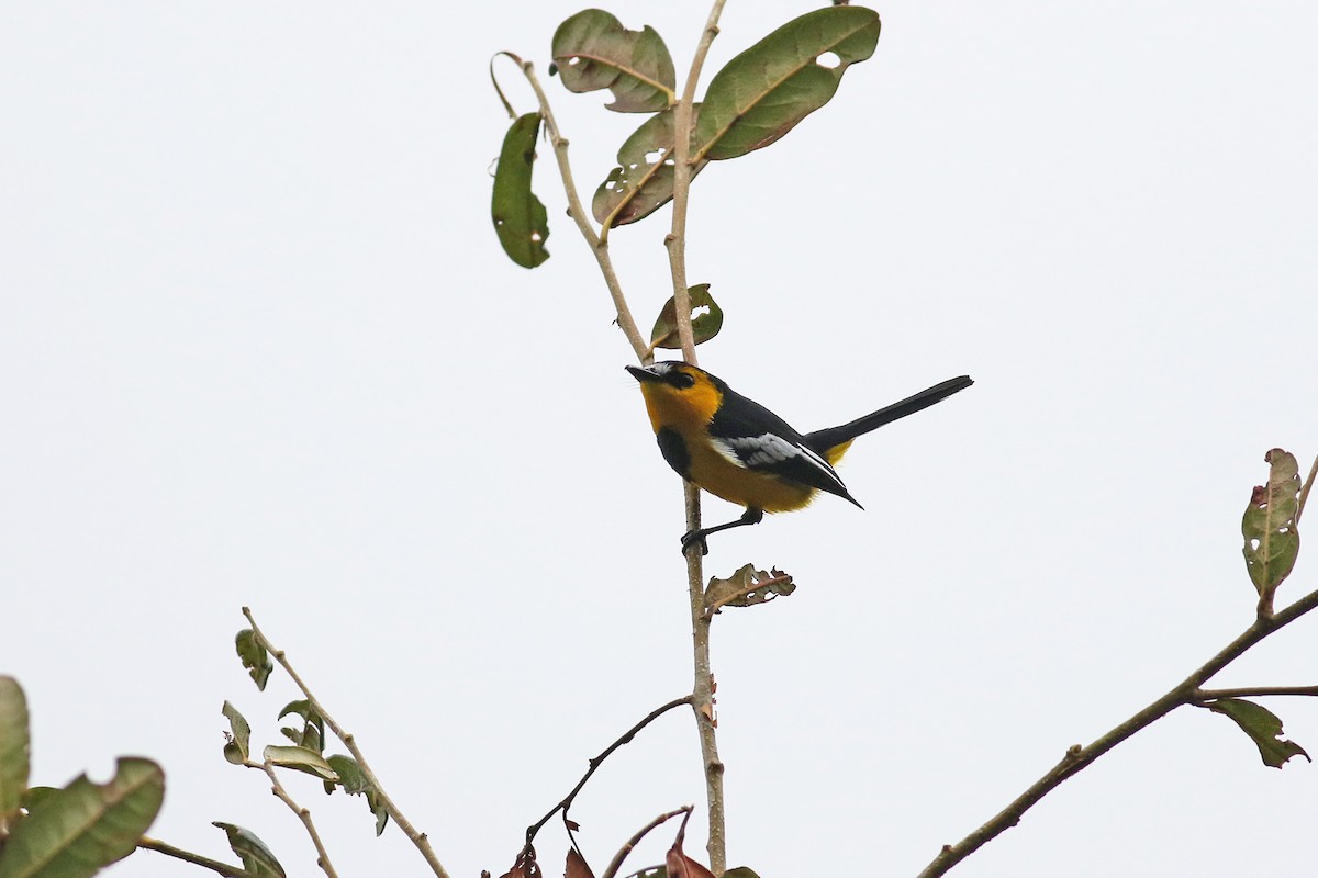 Black-breasted Boatbill - ML501856721