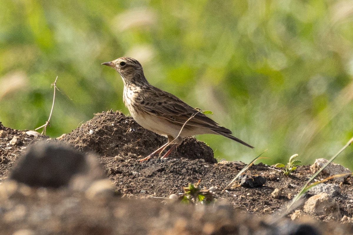 Eurasian Skylark - ML501857101