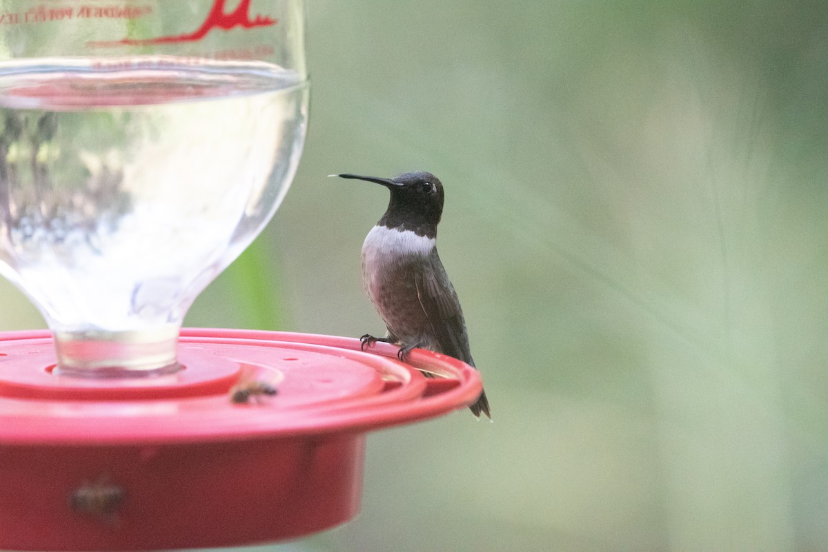 Black-chinned Hummingbird - Andrew Brown