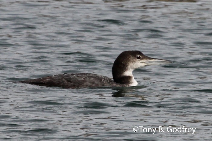 Common Loon - ML50185851