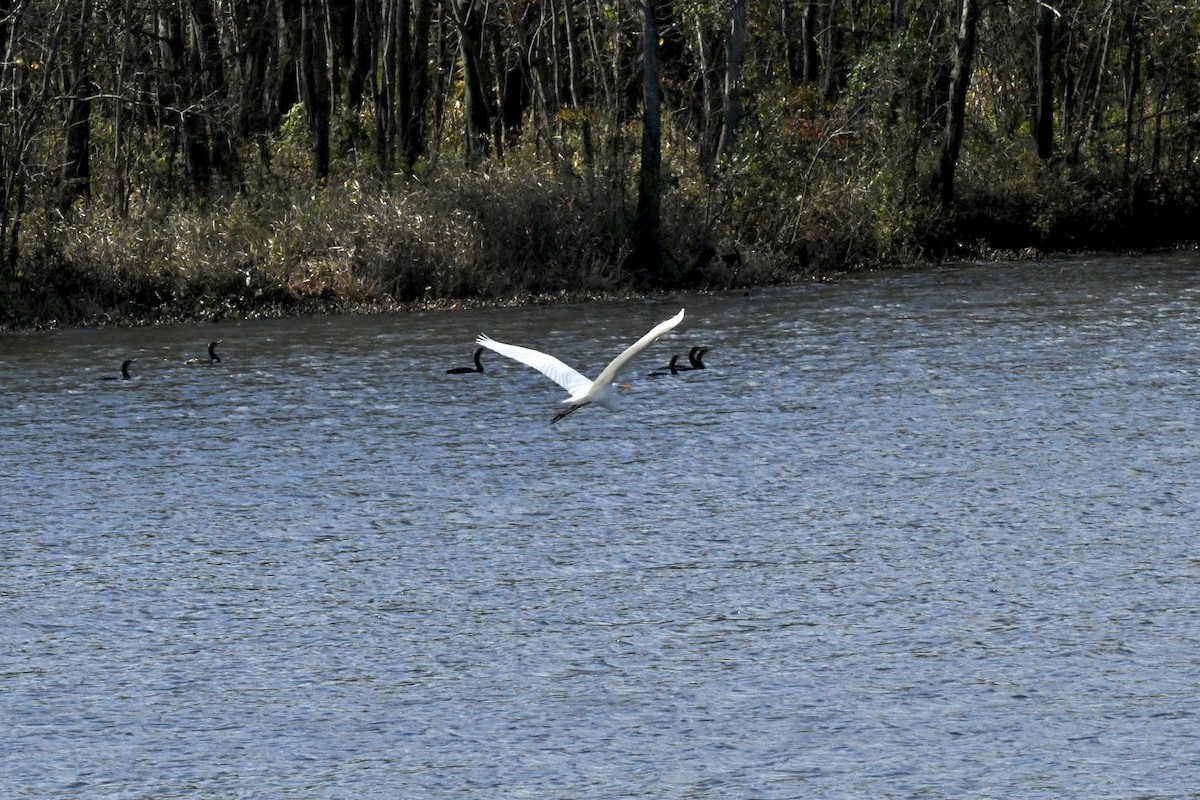 Great Egret - ML501859081