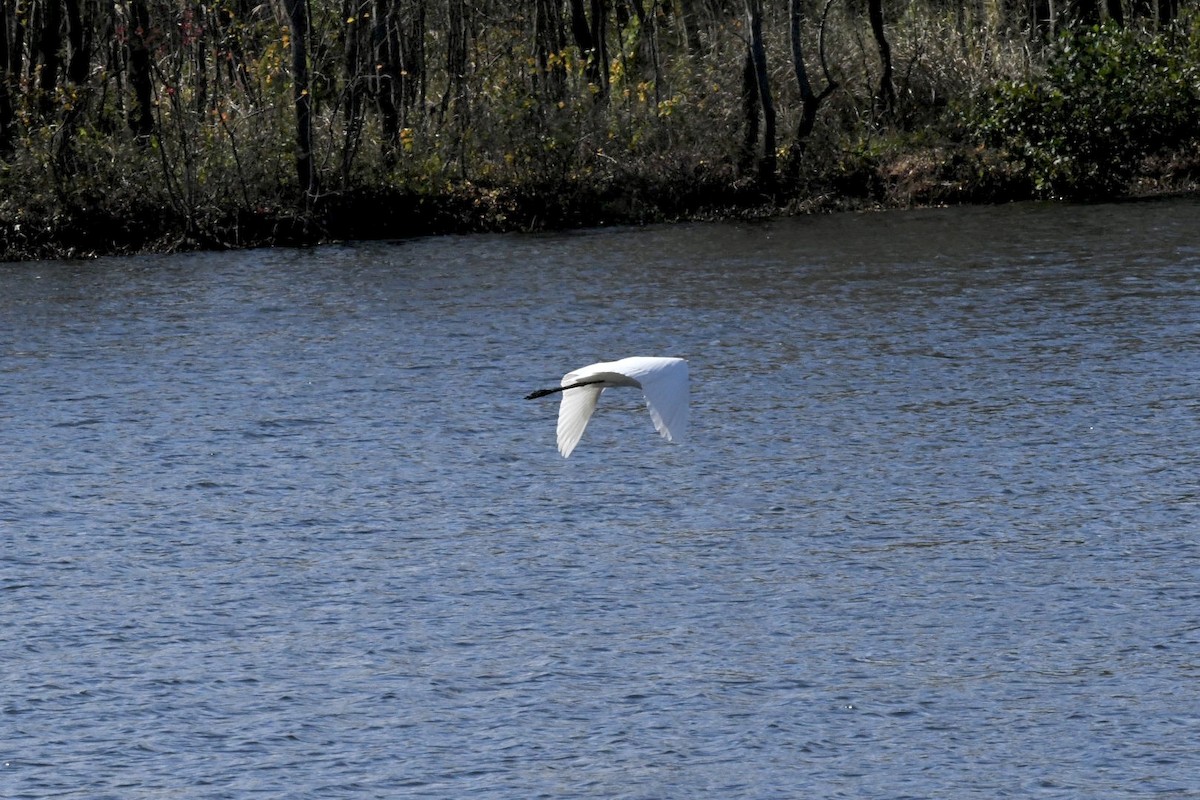 Great Egret - ML501859091