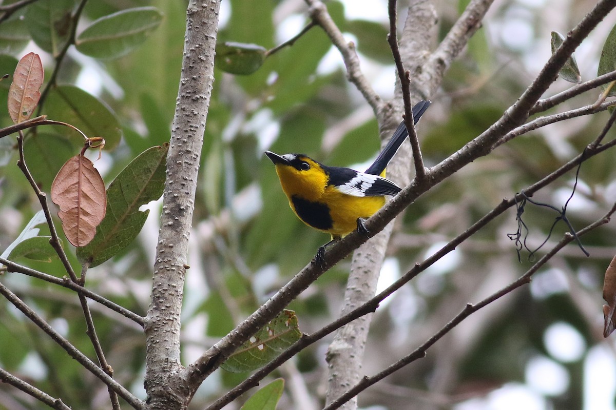 Black-breasted Boatbill - ML501859101
