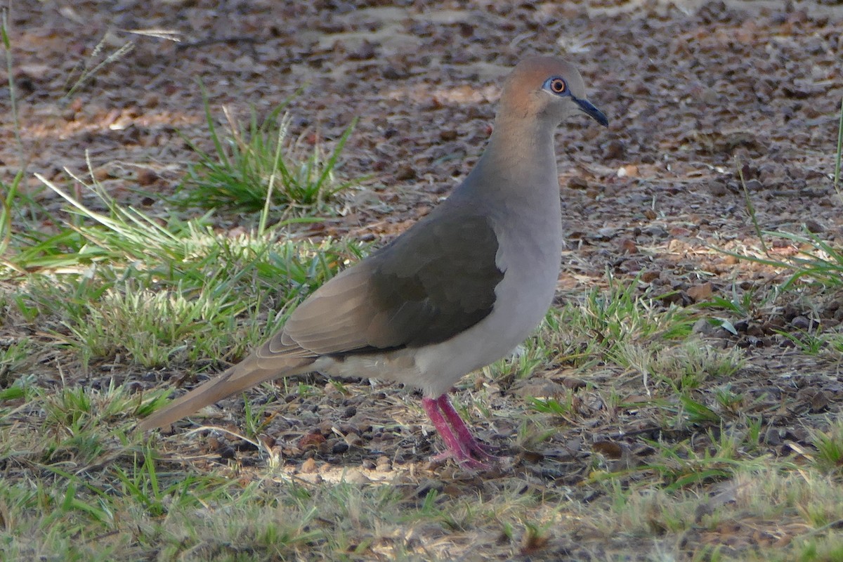 White-tipped Dove - ML50185911