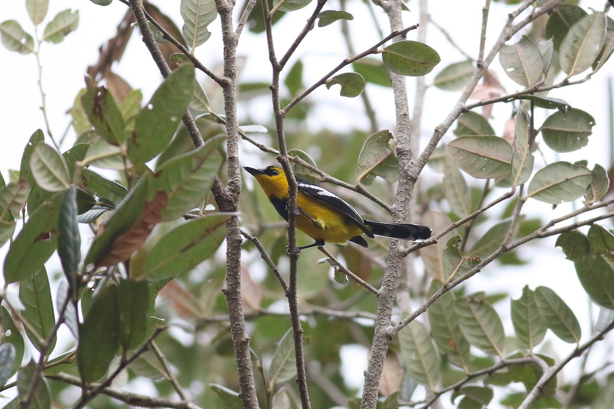 Black-breasted Boatbill - ML501859131