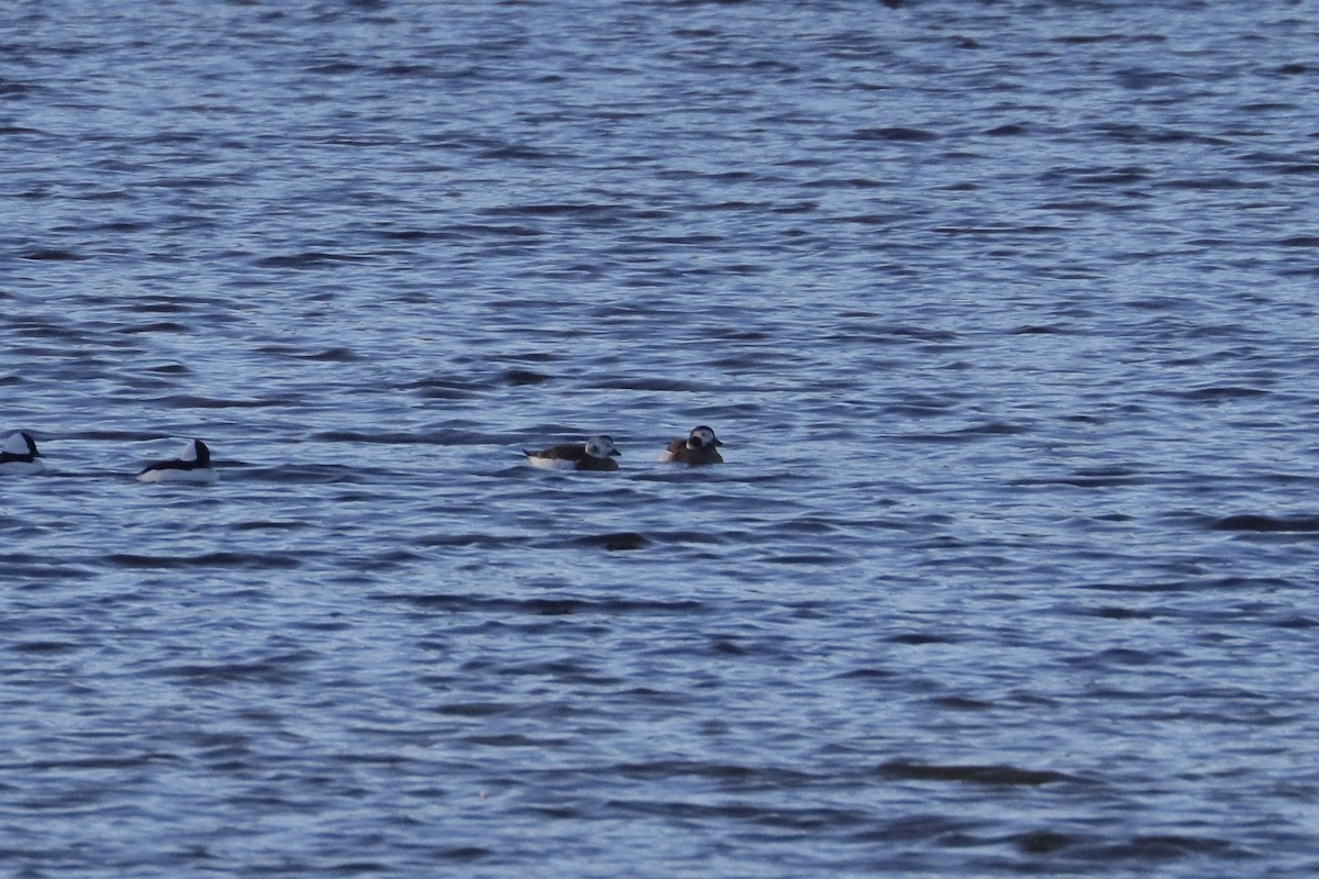 Long-tailed Duck - ML501859391