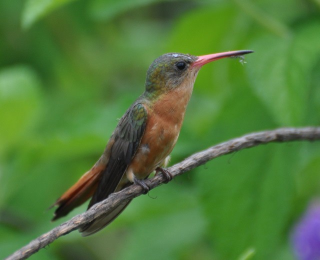 kolibřík ryšavý - ML501862561
