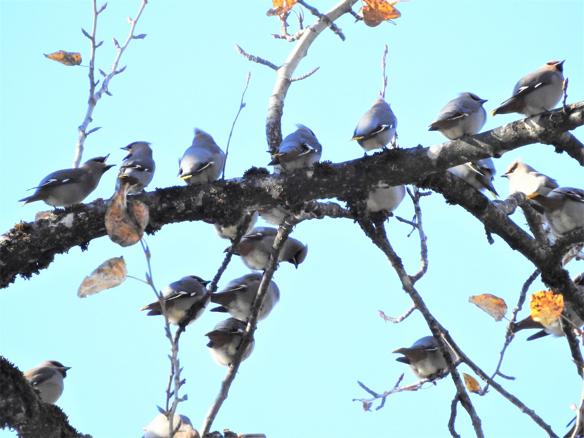 Bohemian Waxwing - ML501862711