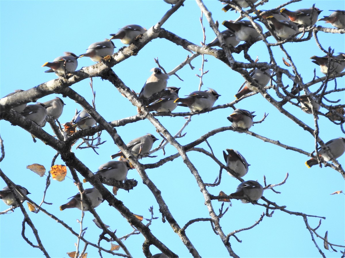 Bohemian Waxwing - Darlene Cancelliere