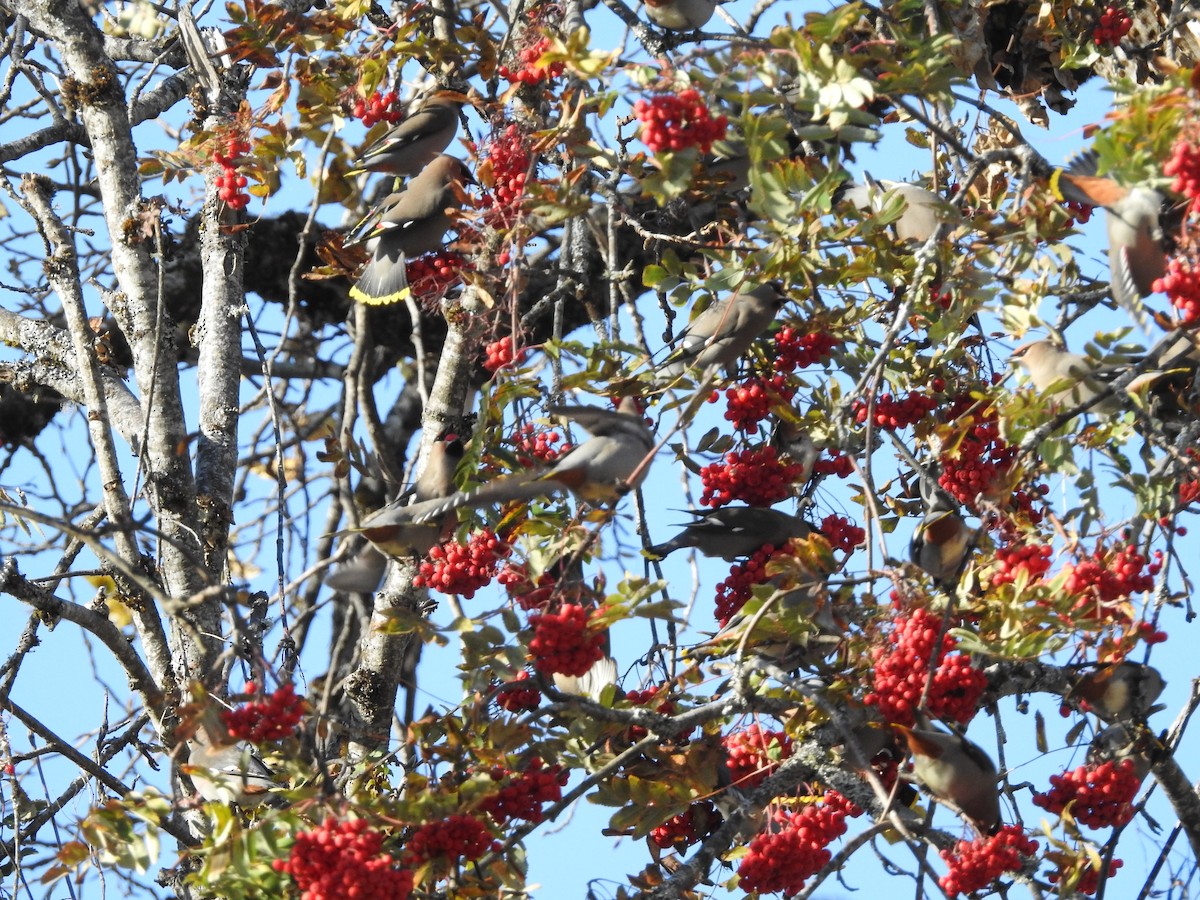 Bohemian Waxwing - ML501862751