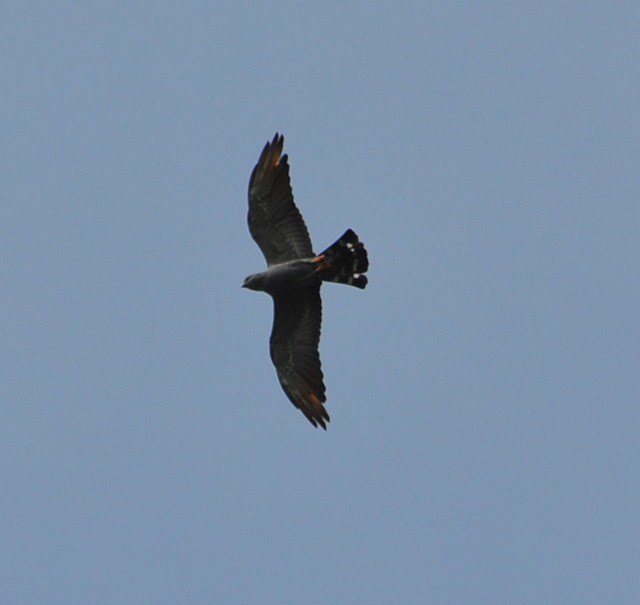 Plumbeous Kite - ML501862801