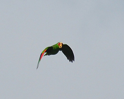 White-fronted Parrot - ML501862971