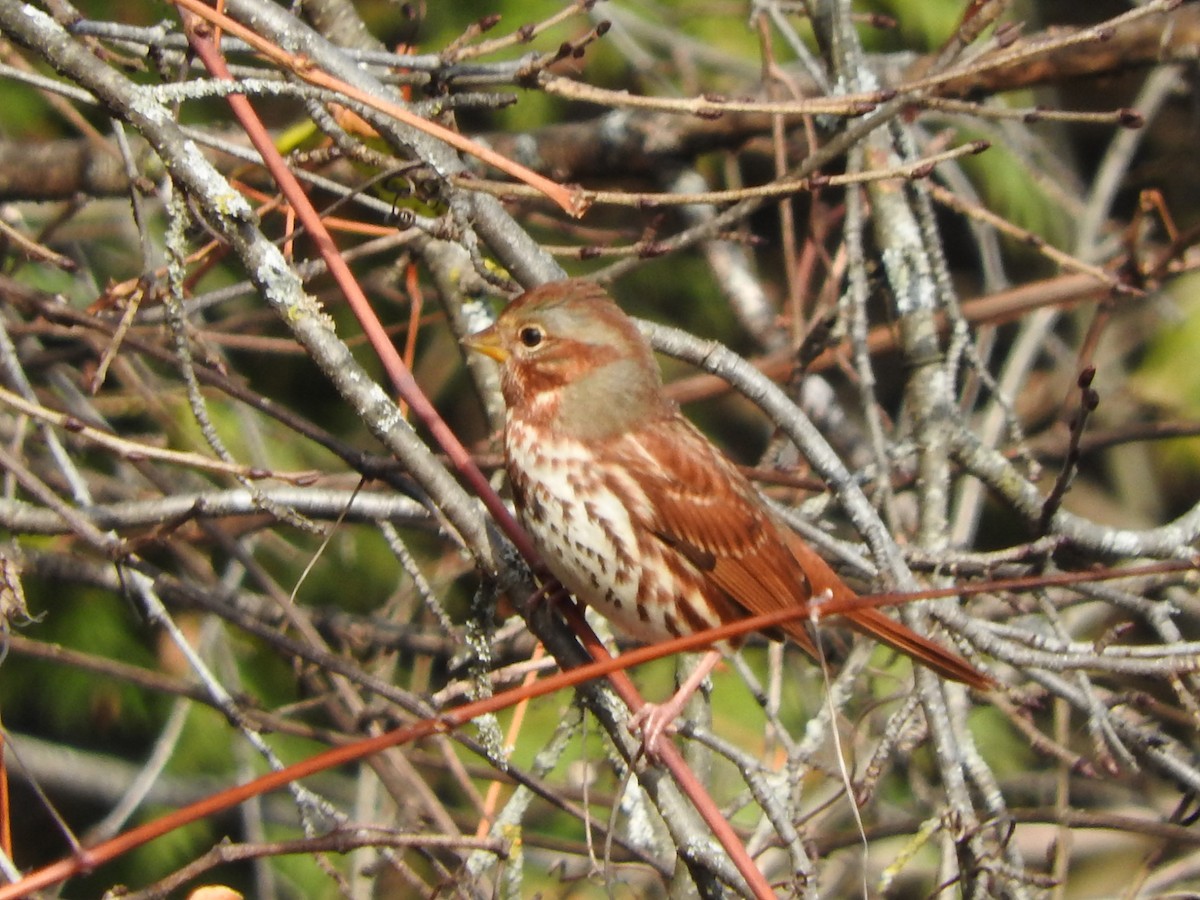 Fox Sparrow - ML501863011