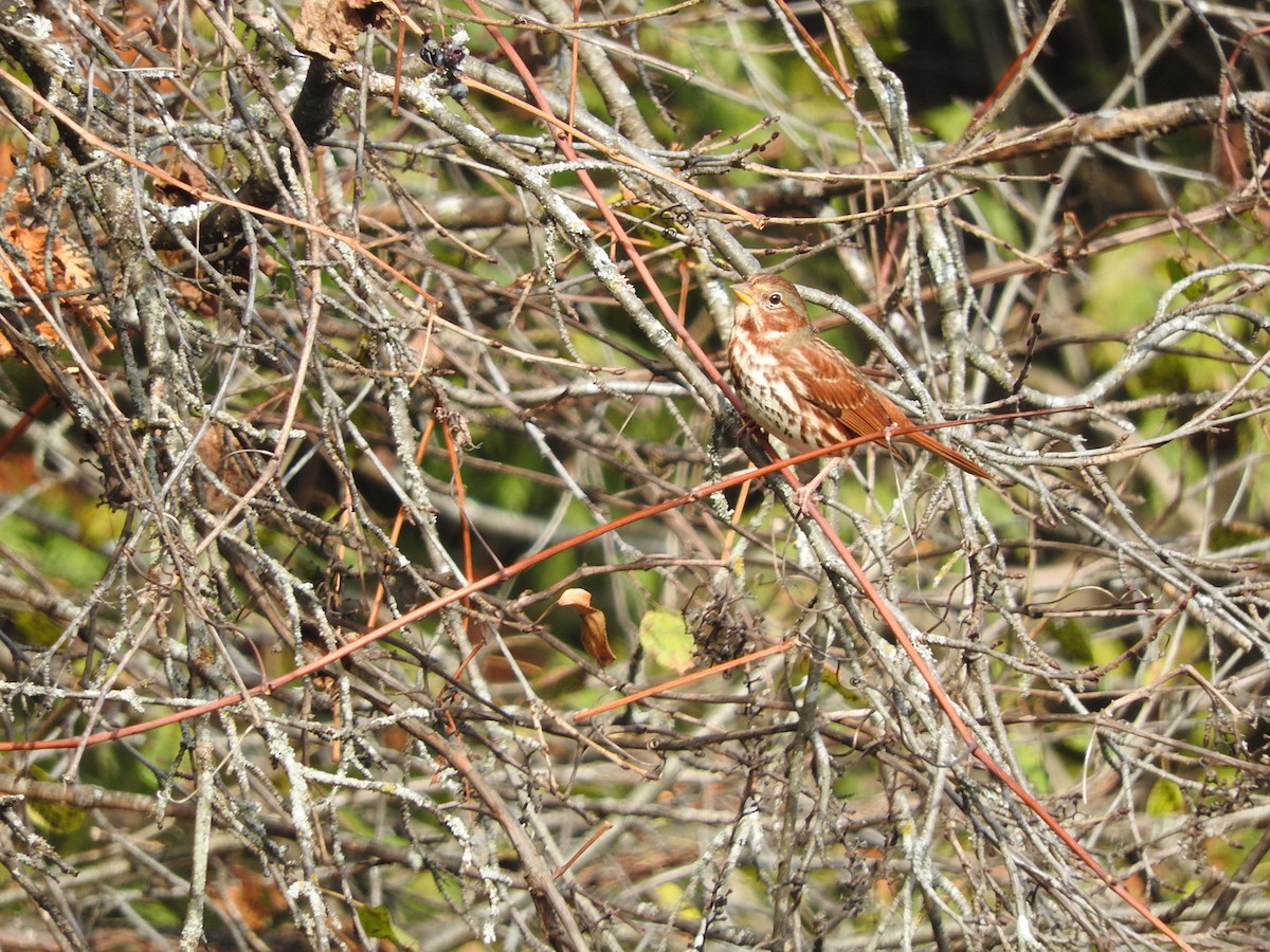 Fox Sparrow - ML501863021